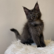 Csodaszép kék maine coon kislány