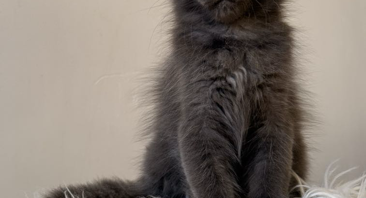 Csodaszép kék maine coon kislány