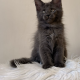 Csodaszép kék maine coon kislány