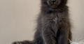 Csodaszép kék maine coon kislány