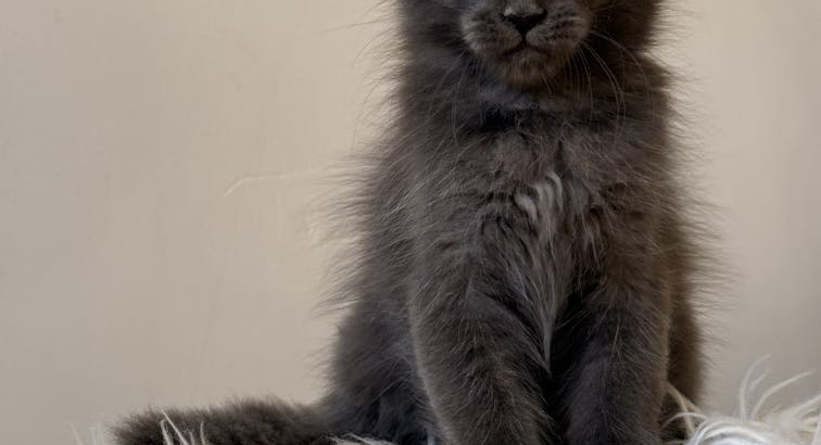 Csodaszép kék maine coon kislány