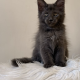 Csodaszép kék maine coon kislány