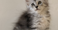 Maine coon kislány