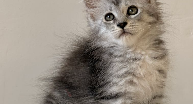 Maine coon kislány