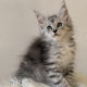 Maine coon kislány