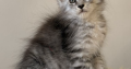 Maine coon kislány