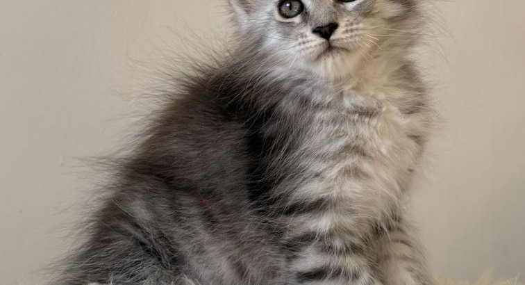 Maine coon kislány