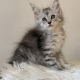 Maine coon kislány