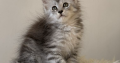 Maine coon kislány