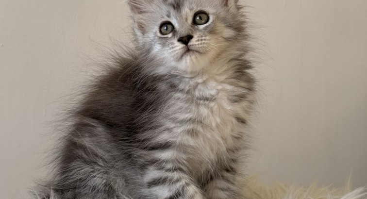 Maine coon kislány