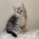 Maine coon kislány