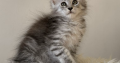 Maine coon kislány