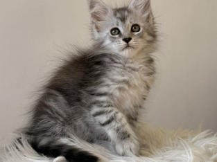 Maine coon kislány