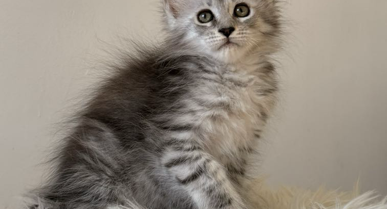 Maine coon kislány