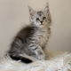 Maine coon kislány