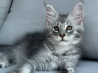kék-ezüst maine coon kandúr