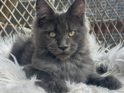 Maine Coon kislány cica