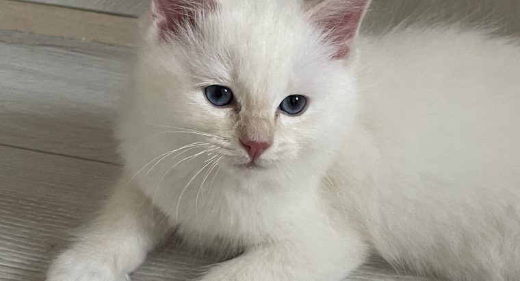 Ragdoll kisfiú cica