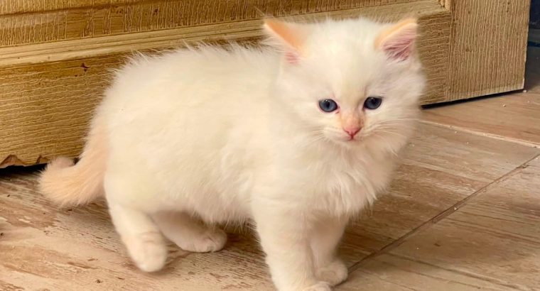 Ragdoll kisfiú cica