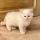 Ragdoll kisfiú cica