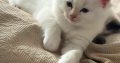 Ragdoll kisfiú cica