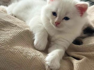 Ragdoll kisfiú cica