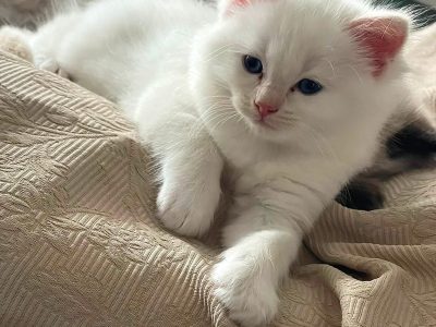 Ragdoll kisfiú cica
