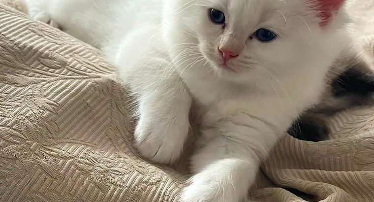 Ragdoll kisfiú cica