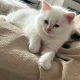 Ragdoll kisfiú cica