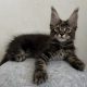 Csodás Ebony