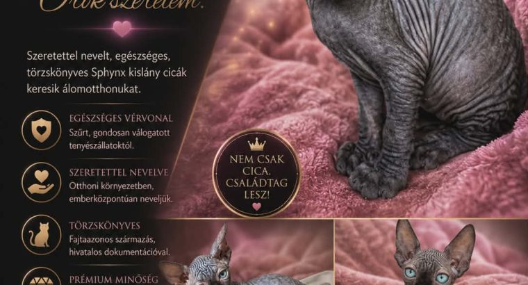 Különleges lány Szfinx cica