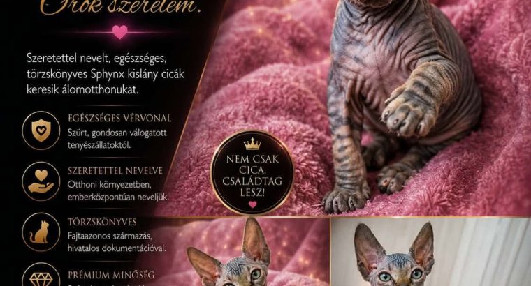 Különleges lány Szfinx cica