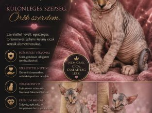 Különleges lány Szfinx cica