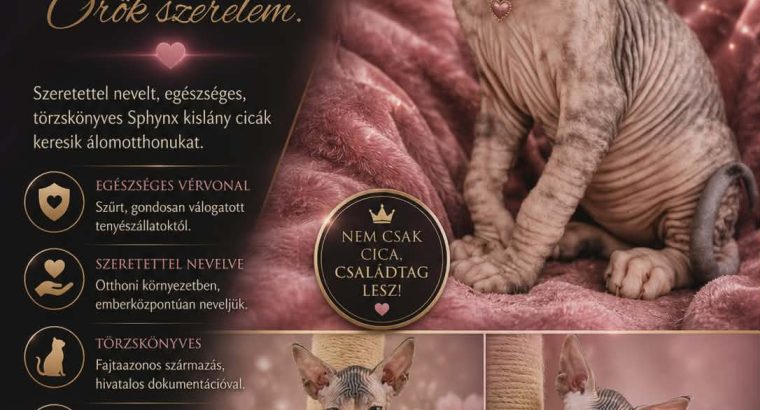 Különleges lány Szfinx cica