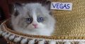 „Vegas” Ragdoll Boy!😍😍💖💖💖💖😍