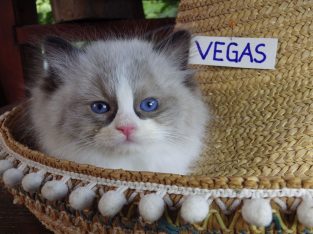 „Vegas” Ragdoll Boy!😍😍💖💖💖💖😍
