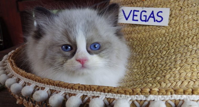 „Vegas” Ragdoll Boy!😍😍💖💖💖💖😍