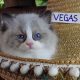 „Vegas” Ragdoll Boy!😍😍💖💖💖💖😍