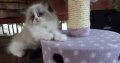 „Vegas” Ragdoll Boy!😍😍💖💖💖💖😍