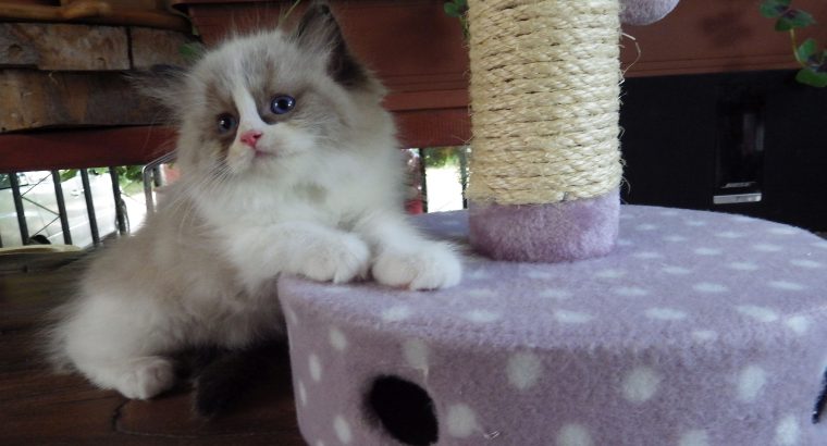 „Vegas” Ragdoll Boy!😍😍💖💖💖💖😍