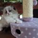 „Vegas” Ragdoll Boy!😍😍💖💖💖💖😍