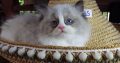 „Vegas” Ragdoll Boy!😍😍💖💖💖💖😍