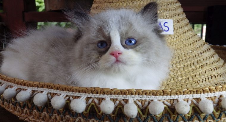 „Vegas” Ragdoll Boy!😍😍💖💖💖💖😍