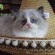 „Vegas” Ragdoll Boy!😍😍💖💖💖💖😍
