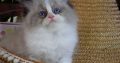 „Vegas” Ragdoll Boy!😍😍💖💖💖💖😍
