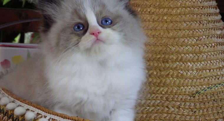 „Vegas” Ragdoll Boy!😍😍💖💖💖💖😍