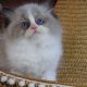 „Vegas” Ragdoll Boy!😍😍💖💖💖💖😍