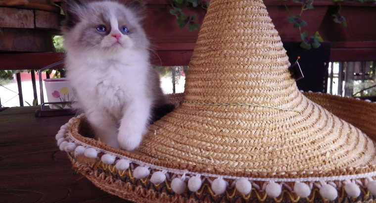 „Vegas” Ragdoll Boy!😍😍💖💖💖💖😍