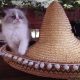 „Vegas” Ragdoll Boy!😍😍💖💖💖💖😍