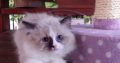 „Voyage” Ragdoll girl! 🥰🥰🥰❤️
